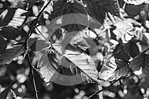 detail of leaves in bright sun at the Taunus forest