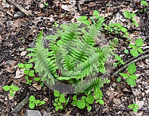 Detail of the leaves of the a Christmas fern in a spring forest.