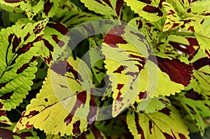 In detail the leaves of Coleus Speckled Curly photo