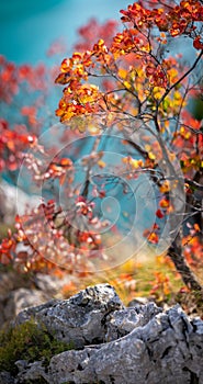 Detail of leaves on a colorful tree. Autumn scenic vertical panorama.