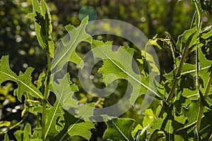 Detail of leaves in exterior to backlight