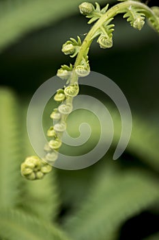 detail of the leaves of a fern. Filicopsida photo