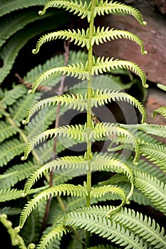 detail of the leaves of a fern. Filicopsida photo