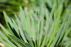 Detail of the leaves of a rosemary bush