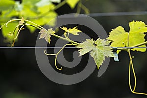 Detail of the leaves a tendrils of a vineyard