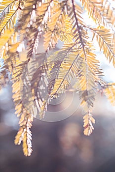 Detail of the leaves of a tree at sunset. photo