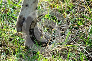 Detail of the leg and foot of the sheep in the grass.