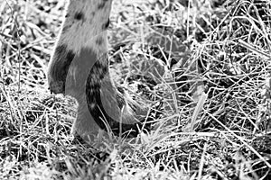 Detail of the leg and foot of the sheep in the grass.