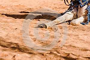 Detail of the legs of a horse sitting on the ground