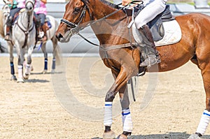 detail of the legs of two horses in a horseball game, equestrian sports concept