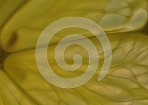 Detail of lemon
