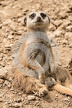 Lemur in Le Cornell animal park photo