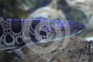 Leopard shark