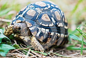 Detail of leopard turtle