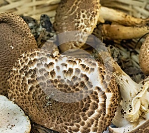 detail of lepiota aspera mushropm not edible