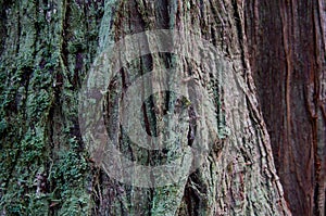 Detail of lichen covered bark of a cedar tree