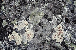 Detail of the lichen covered rock texture
