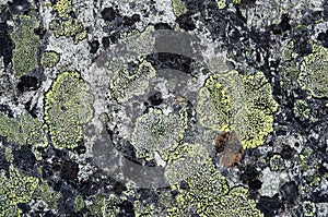 Detail of the lichen covered rock texture