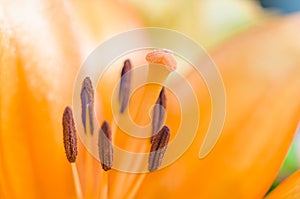 Detail of lilly , pistil and stamens