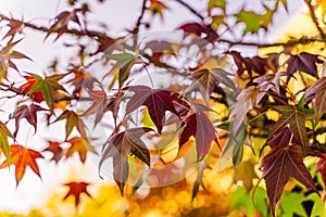 Detail of liquidambar sweetgum tree leafs with blurred background - autumnal background