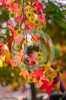 Detail of liquidambar sweetgum tree seeds and leafs with blurred background - autumnal background