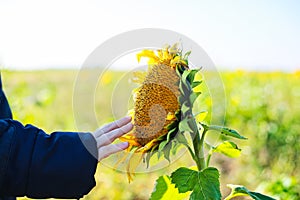 Detail of little boy touching a sunflower