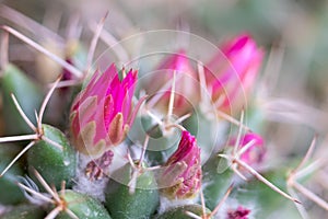 Detail of a little pink flowers of Mammillaria Compressa cactus, or known as Mother of Hundreds.