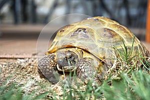 Detail of a little tortoise crawling in the grass