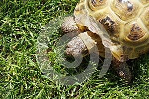 Detail of a little tortoise crawling in the grass