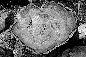 Detail of the log of wood in the shape of love heart