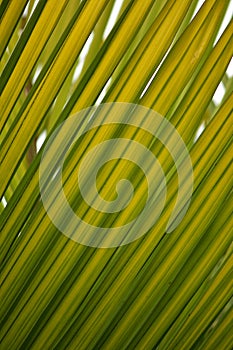 Detail of long narrow palm leaves