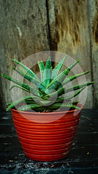 Detail look of Aloe brevifolia