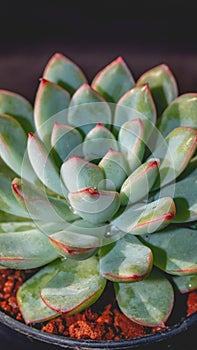 Detail look of  Echeveria colorata on dark background. Beautiful succulent Echeveria colorata in detail.