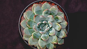 Detail look of Echeveria colorata on dark background. Beautiful succulent Echeveria colorata in detail.