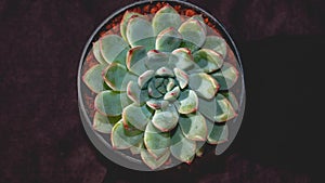 Detail look of Echeveria colorata on dark background. Beautiful succulent Echeveria colorata in detail.