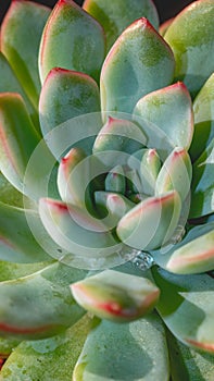 Detail look of Echeveria colorata on dark background. Beautiful succulent Echeveria colorata in detail.