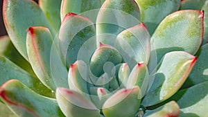 Detail look of Echeveria colorata on dark background. Beautiful succulent Echeveria colorata in detail.