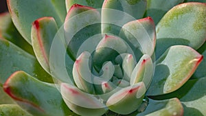 Detail look of  Echeveria colorata on dark background. Beautiful succulent Echeveria colorata in detail.