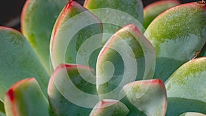 Detail look of  Echeveria colorata on dark background. Beautiful succulent Echeveria colorata in detail.