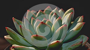 Detail look of  Echeveria colorata on dark background. Beautiful succulent Echeveria colorata in detail.