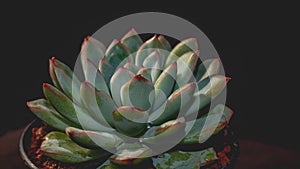 Detail look of  Echeveria colorata on dark background. Beautiful succulent Echeveria colorata in detail.