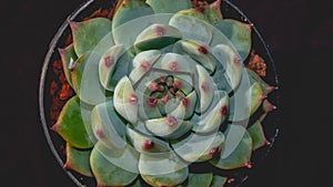 Detail look of  Echeveria cuspidata on dark background. Beautiful succulent Echeveria cuspidata in detail.