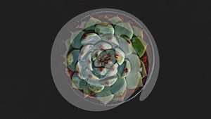 Detail look of  Echeveria cuspidata on dark background. Beautiful succulent Echeveria cuspidata in detail.