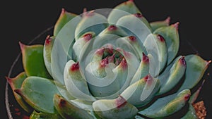 Detail look of  Echeveria cuspidata on dark background. Beautiful succulent Echeveria cuspidata in detail.