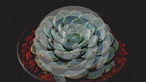 Detail look of Echeveria minima on dark background. Beautiful succulent echeveria minima in detail.