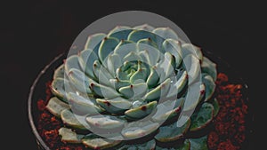 Detail look of  Echeveria minima on dark background. Beautiful succulent echeveria minima in detail.