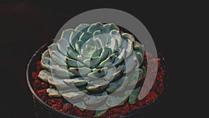 Detail look of  Echeveria minima on dark background. Beautiful succulent echeveria minima in detail.