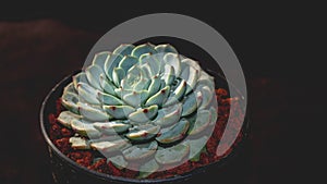 Detail look of Echeveria minima on dark background. Beautiful succulent echeveria minima in detail.