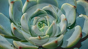 Detail look of Echeveria minima on dark background. Beautiful succulent echeveria minima in detail.