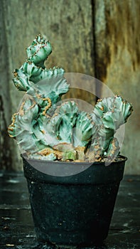 Detail look of white euphorbia lactea